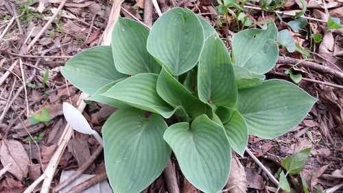 Dwarf hosta root divisions - 8,